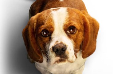 Juntos Para Sempre - Trailer Oficial