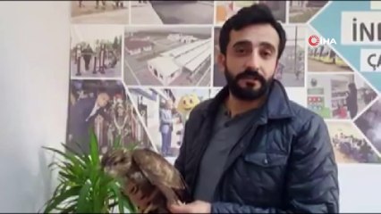 Yolda bulduğu yaralı şahini belediyeye teslim etti