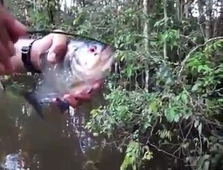 Piranha .. Most Dangerous Fish In The World