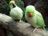 Funny Parrot Talking Videos