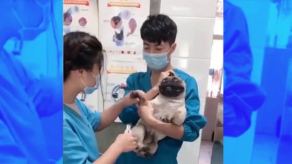 Ce chien qui crie comme un humain a fait le tour du web