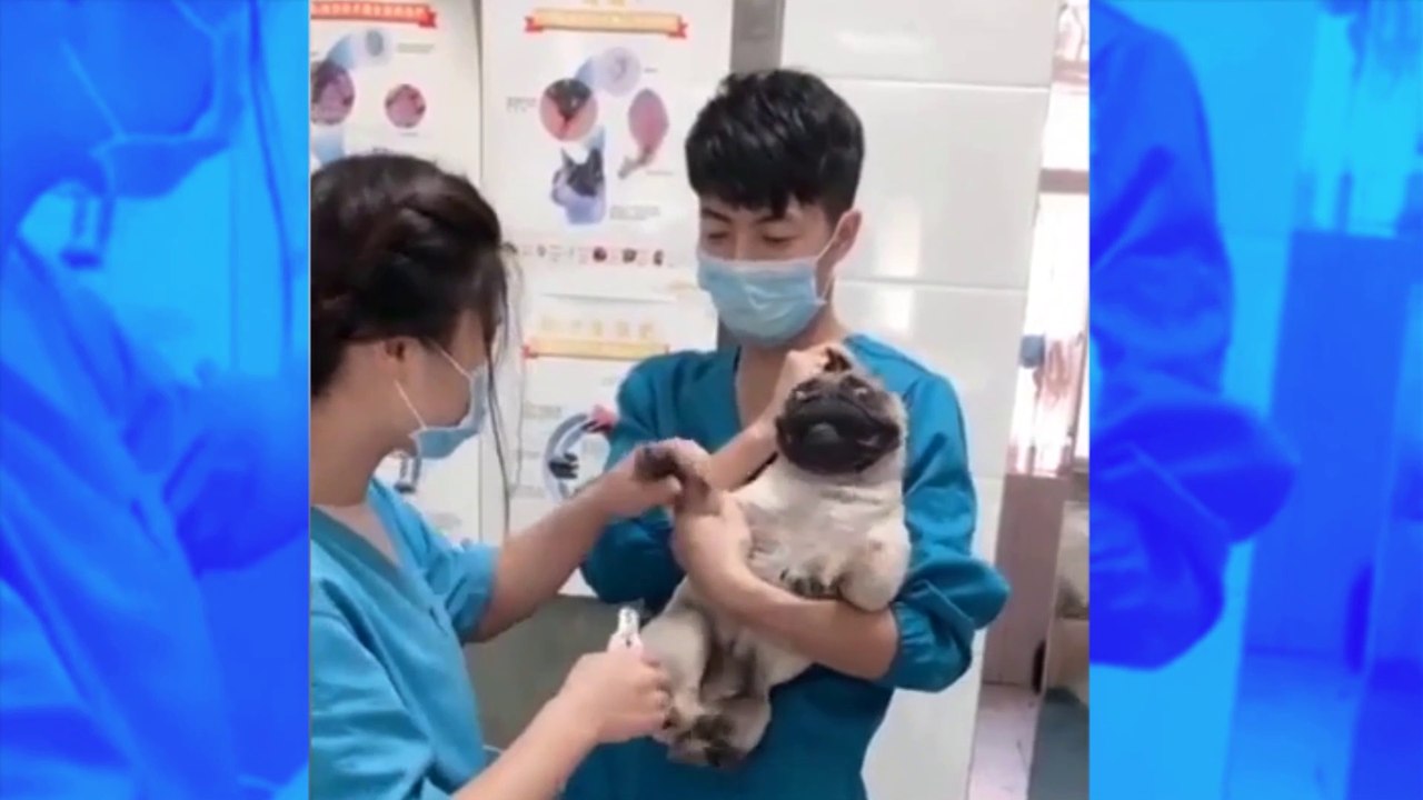 Ce chien qui crie comme un humain a fait le tour du web