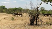Les buffles font de la place au rhinocéros qui veut se baigner