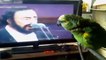 Parrot sings set a song for Luciano Pavarotti