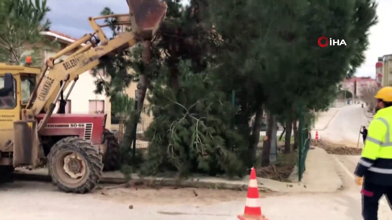 Çanakkale'de ağaç katliamı