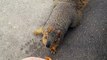 Squirrel Bites Man Who Tries to Feed Him