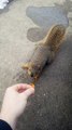 Squirrel Bites Man Who Tries to Feed Him