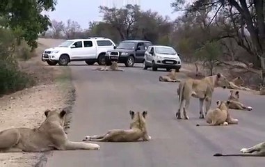 Lions kingdom - Animal Videos 2019