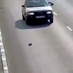 Il s'arrête sur l'autoroute et sauve un chiot coincé au milieu !