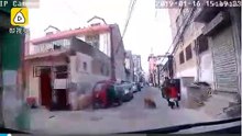 Golden Retriever conduz ambulância até a um beco
