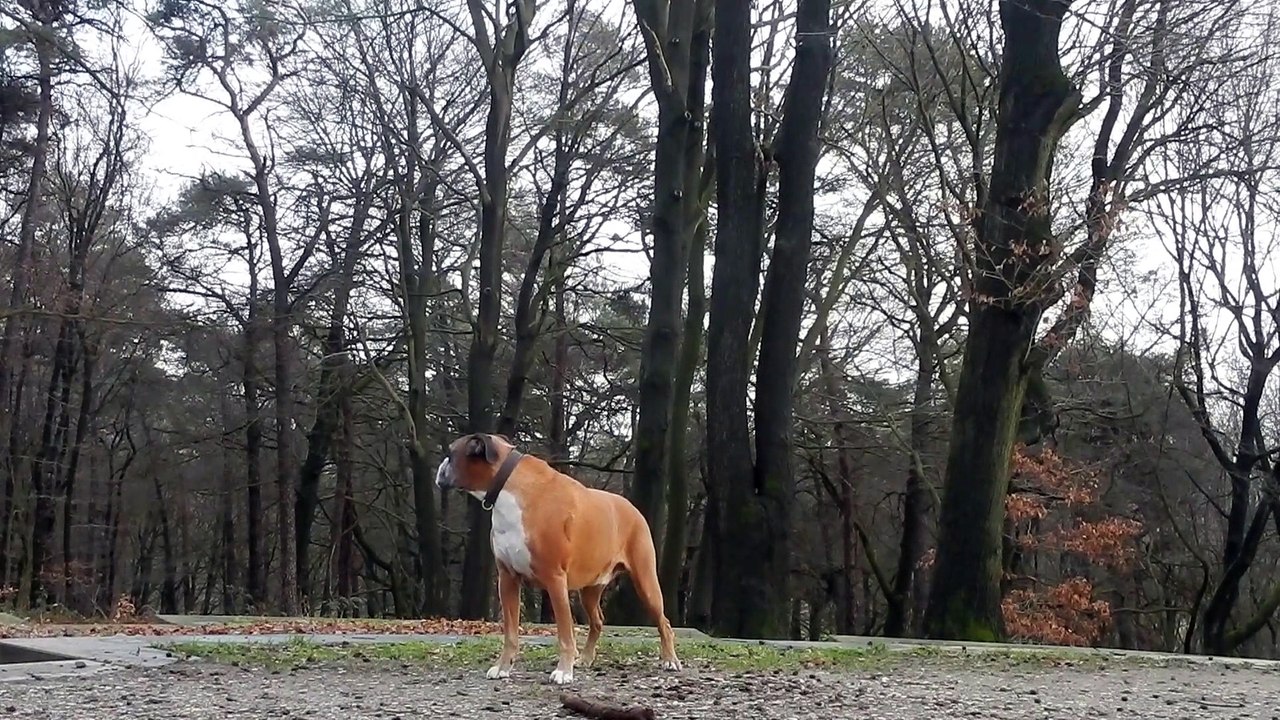 Barking Echo
