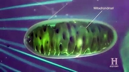 Genetic Study Suggests Jesus Had Druze Ancestry Based on Shroud of Turin DNA
