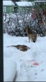 Sick Wolf  Hunts a Deer in the Yard