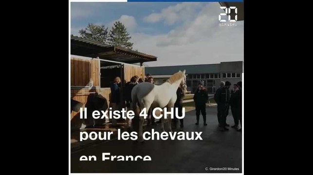 A Lyon, un service d'urgences unique dédié aux chevaux
