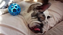 Sacked Out English Bulldog - Sleepy Head Refuses To Wake From Nap
