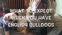 What to Expect From English Bulldogs