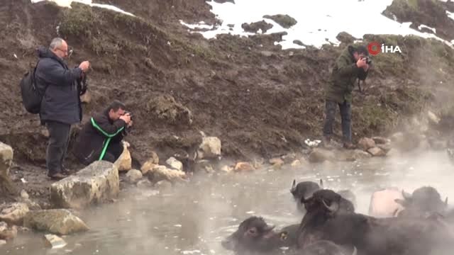 Mandaların Dondurucu Soğukta Kaplıca Keyfi