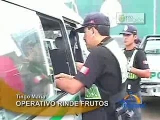 OPERATIVO RINDE FRUTOS - TINGO MARIA