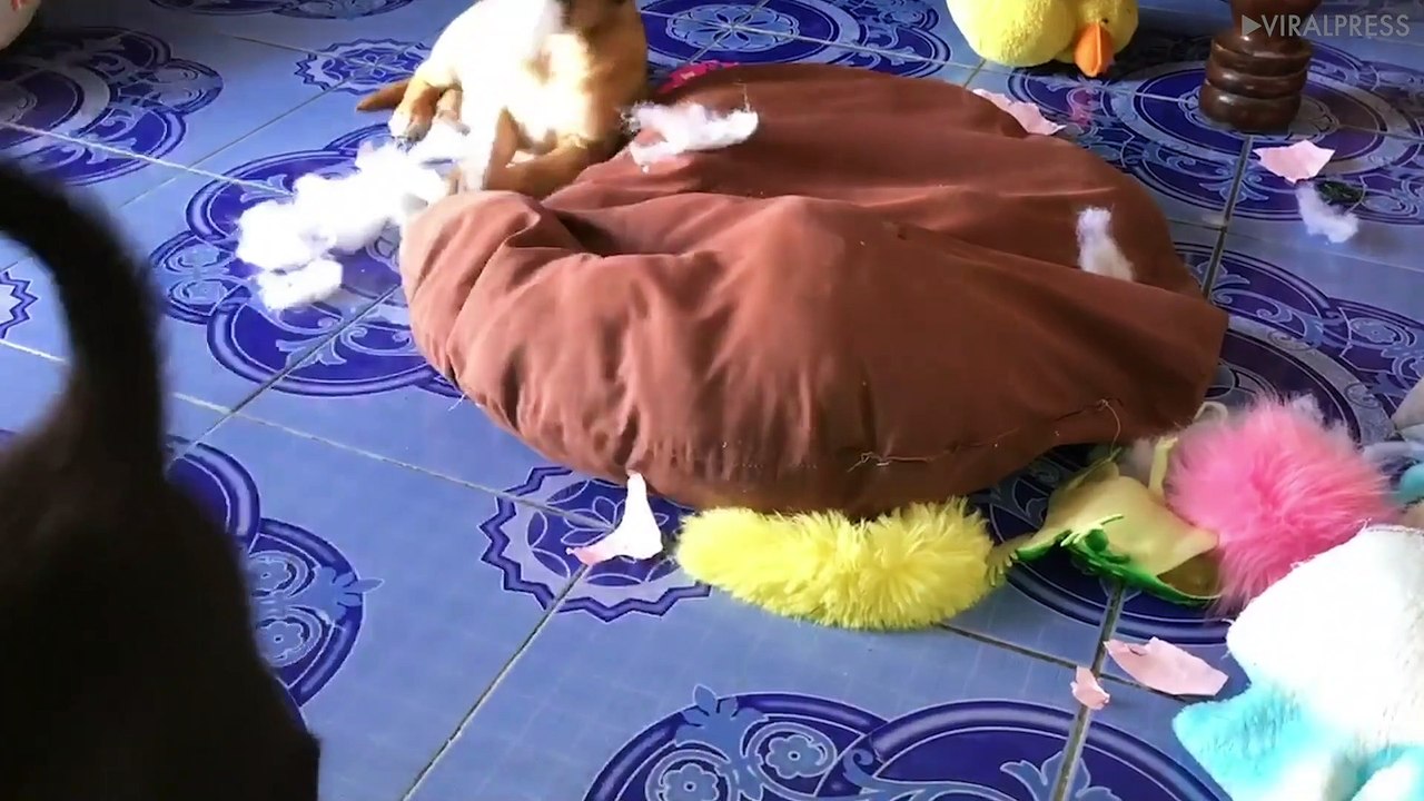 Puppies Have Fun Ripping Pillow [RIP]