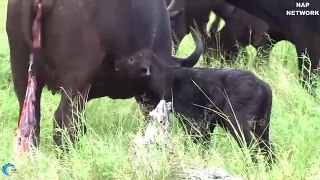 OMG!  Harsh life of King Lion   The God help Mother Buffalo save Calf from the power of King Lion