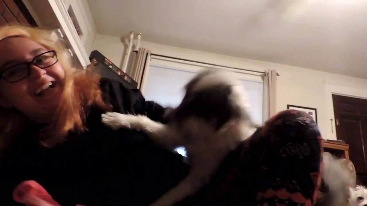 Can my dogs get me views???__