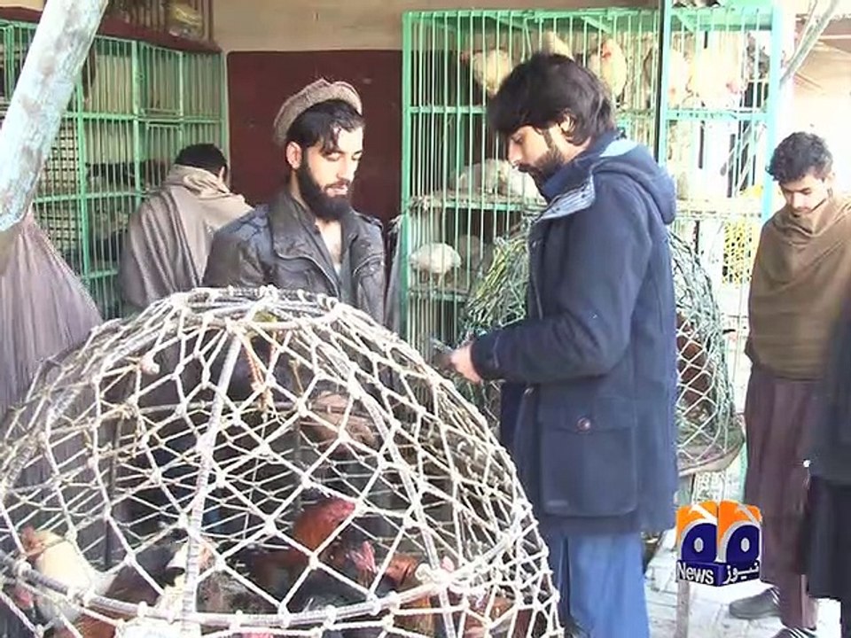 geo adil peshawar poultry development scheme