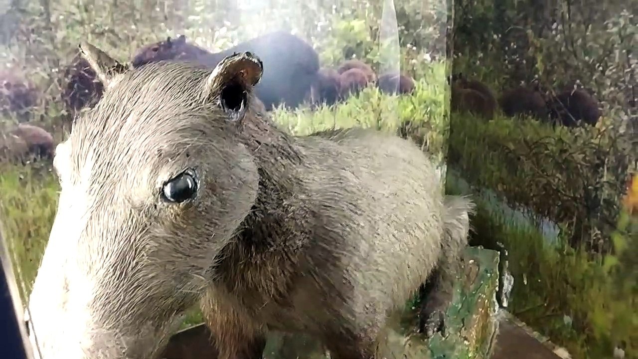 Nandankanan Zoological Park(Odia: ନନ୍ଦନକାନନ ଜୀବ ଉଦ୍ୟାନ) is a 400-hectare (990-acre) zoo and botanical garden in Bhubaneswar, Odisha, India. Established in 1960, it was opened to the public in 1979 and became the first zoo in India to join World Associatio