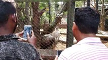 Nandankanan Zoological Park(Odia: ନନ୍ଦନକାନନ ଜୀବ ଉଦ୍ୟାନ) is a 400-hectare (990-acre) zoo and botanical garden in Bhubaneswar, Odisha, India. Established in 1960, it was opened to the public in 1979 and became the first zoo in India to join World Associatio