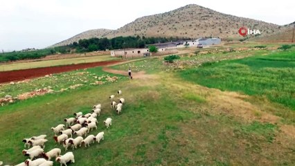 Kuzuların anneleriyle buluşması havadan görüntülendi
