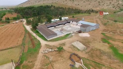 Kuzuların Anneleriyle Buluşması Havadan Görüntülendi