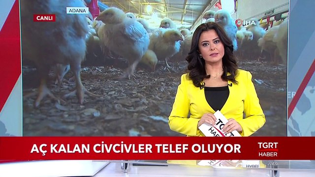 Aç Kalan Civcivler Telef Oluyor