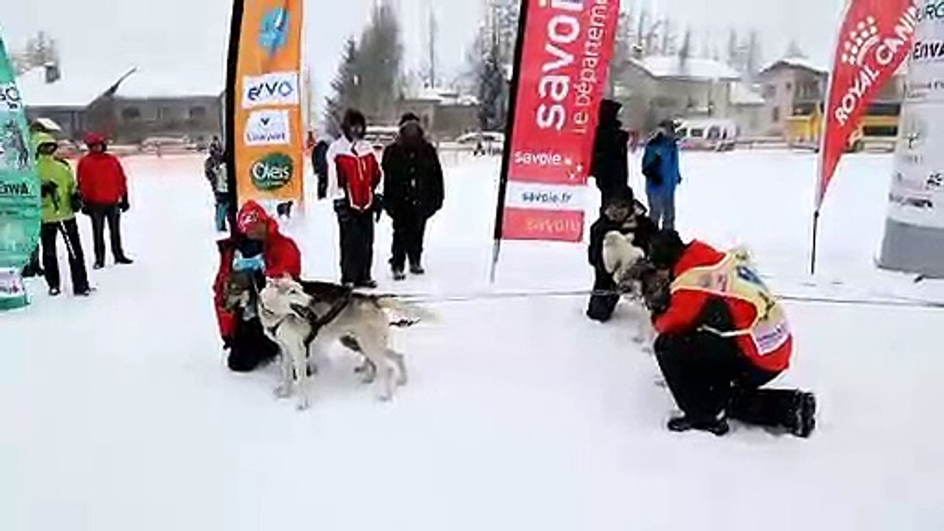 Bessans La Plus Grosse Course De Chiens De Traîneau Organisée Sur Terre