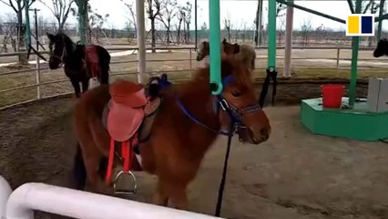Carousel with real horses