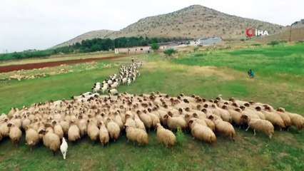Kuzuların Anneleriyle Buluşması Havadan Görüntülendi