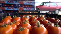 Rusya'ya domates ihracatı arttı - TRABZON