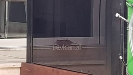 Pako e dyshimte ne hyrje te lokalit