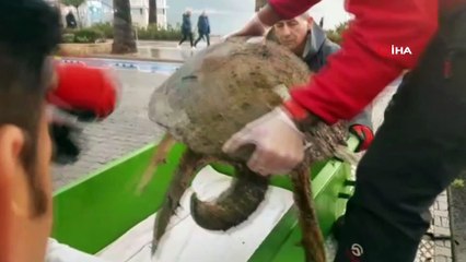 Bir hafta içinde ikinci caretta caretta sahile vurdu