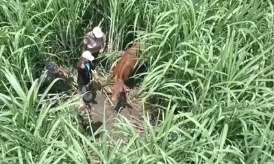 Polisi Temukan Sapi Curian dengan Teknologi Drone