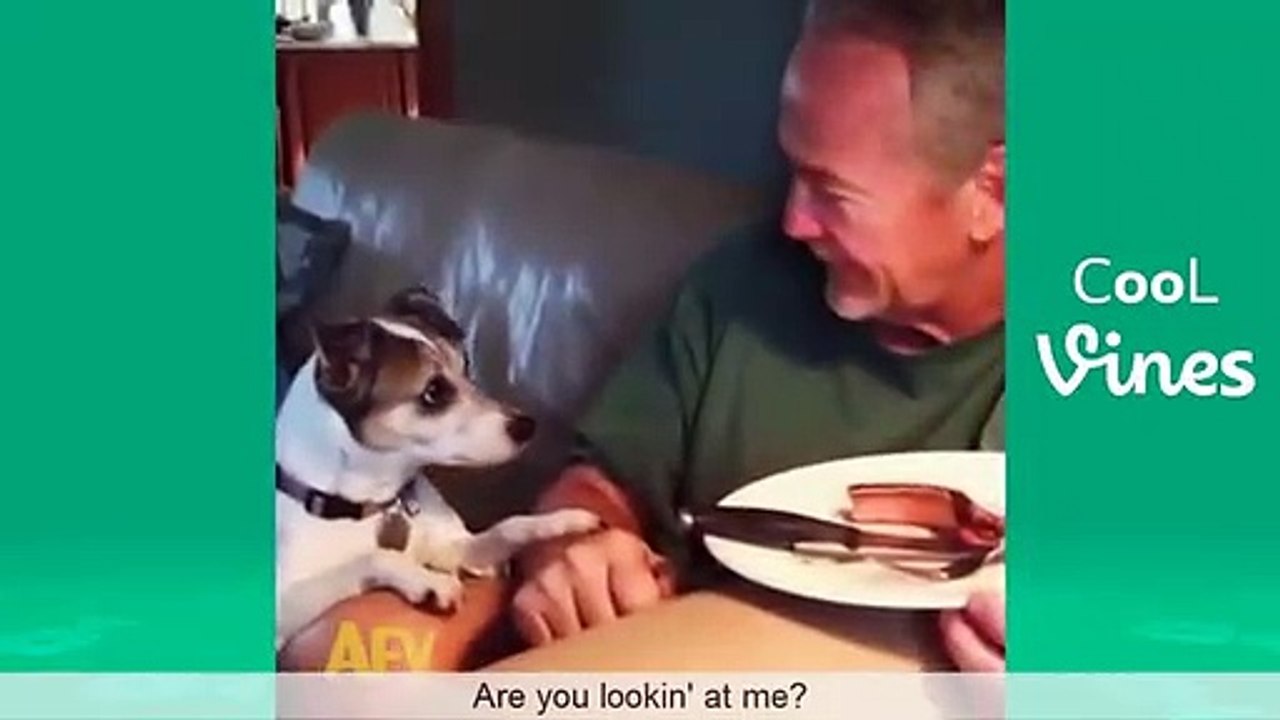 Funny dogs & Cat video