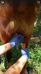 Removing a splinter from a horse’s chest