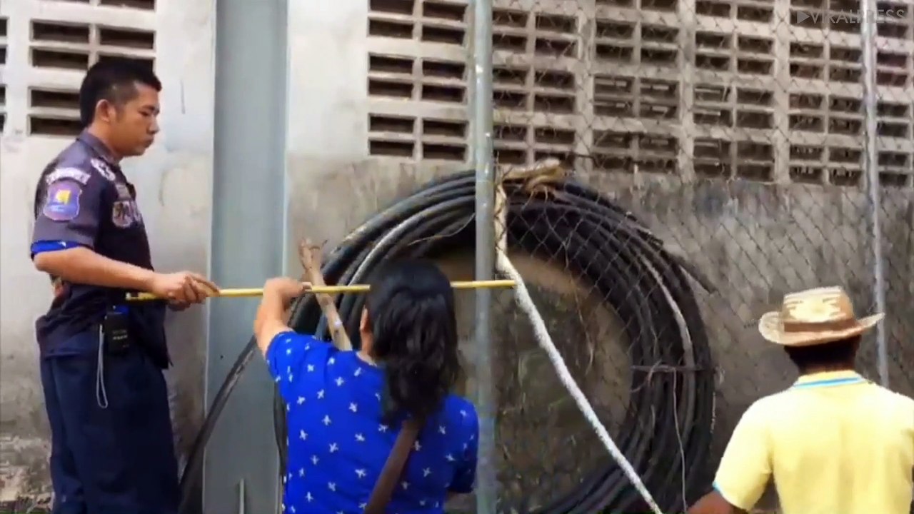 Python Rescued After Getting Stuck In Fence