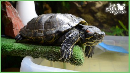 LO QUE LA CÚRCUMA LE HA HECHO A MI TORTUGA | ACTUALIZACIÓN TORTUGA DE 31 AÑOS CON ESTENOSIS MITRAL