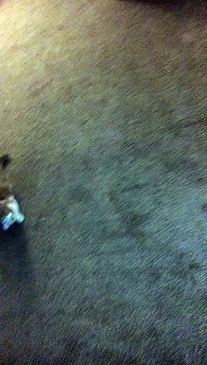 Cat Claws Carpet Chasing Laser Pointer