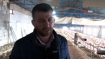 Yem tedariki başladı, tavuk üretimi normale döndü