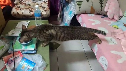 Un chat prêt à tout pour manger sa gamelle