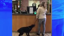 La réaction de ce chien qui va chez le vétérinaire a fait le tour du web