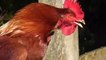 Funny  Crowing Rooster 2019 - Animal Video 2019