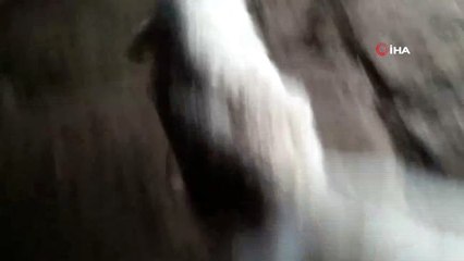 Denizli'de 5 Ayaklı Kuzu Dünyaya Geldi