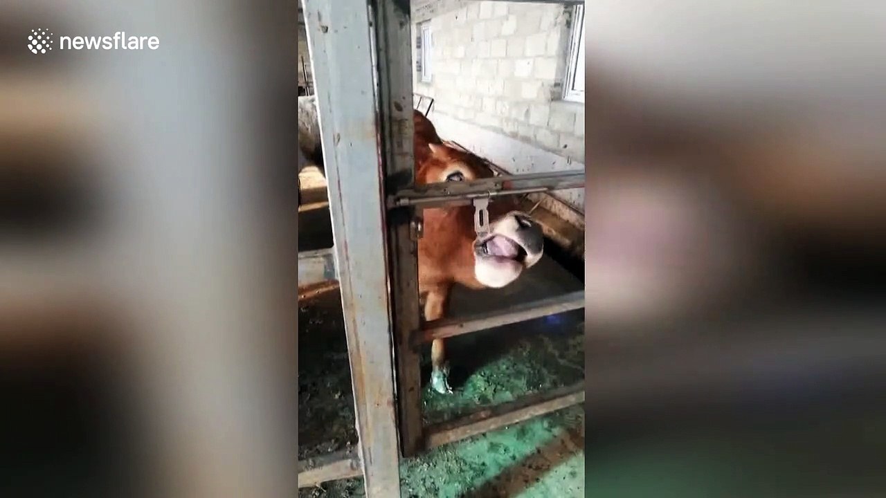 Clever calf uses tongue to open door to its enc...