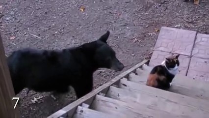 THE  MOST FEARLESS ANIMALS - ANIMAL VIDEO 2019